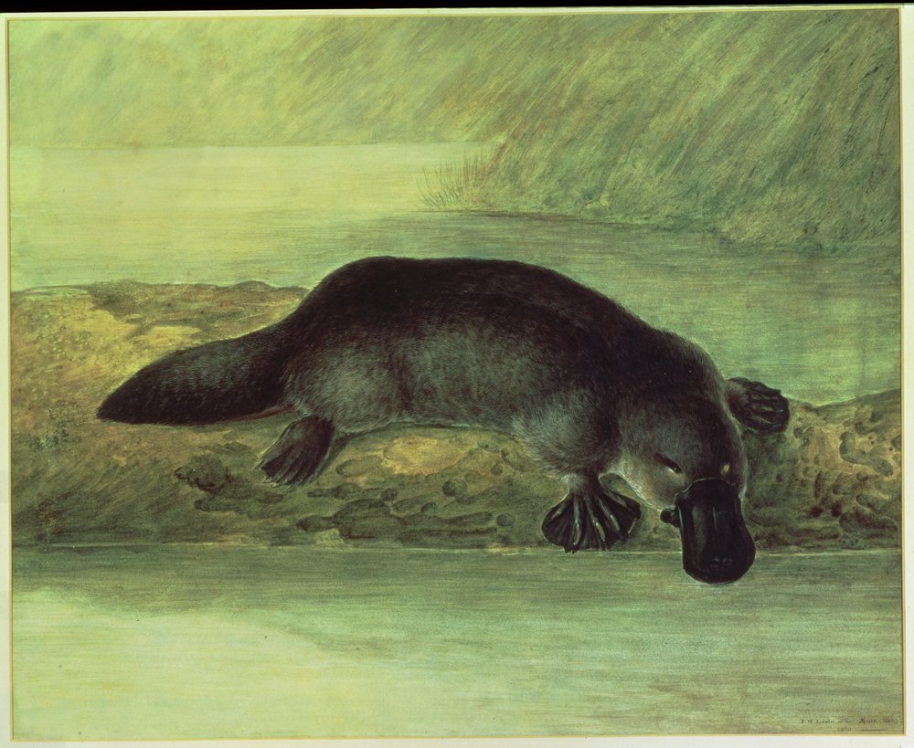 Schnabeltier, Ornithorynchus paradoxus, 1810 von John William Lewin