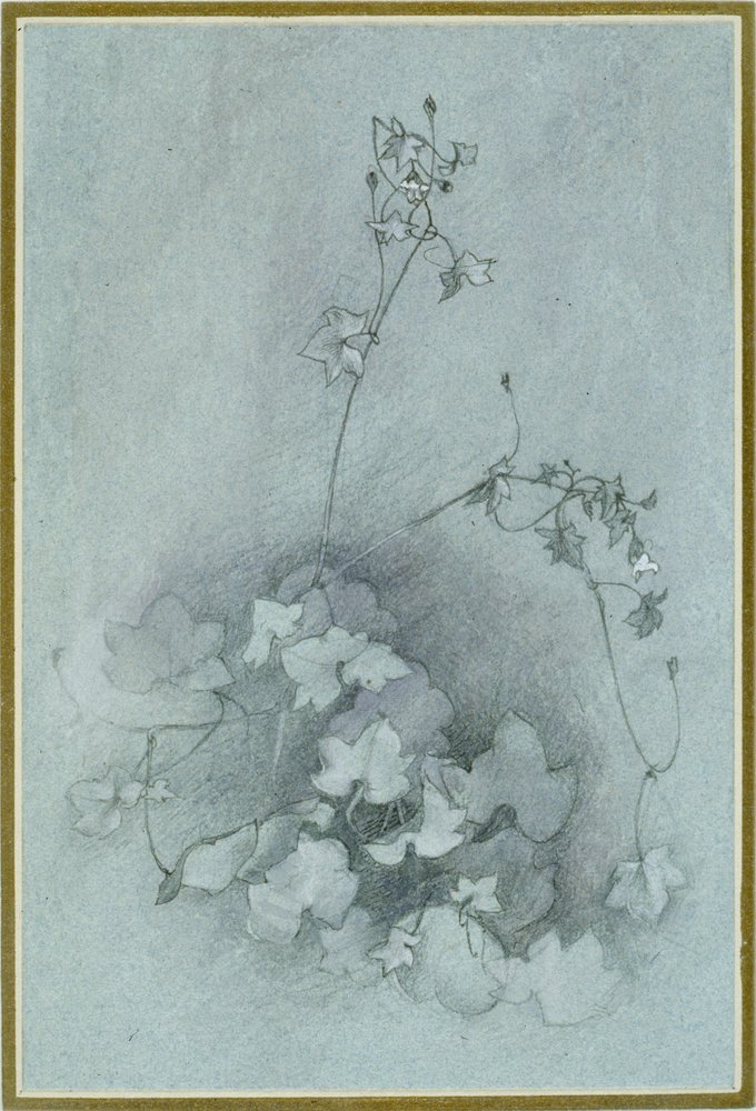 Efeublättriger Toadflax 