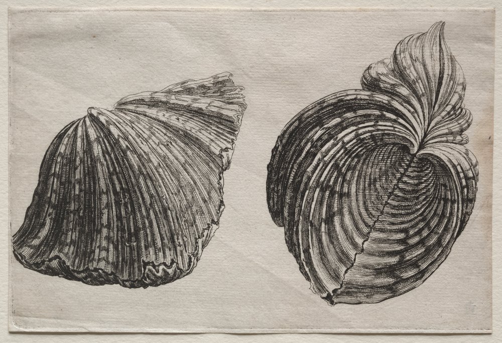 Schalen: Hippopus maculatus Lam von John Sell Cotman