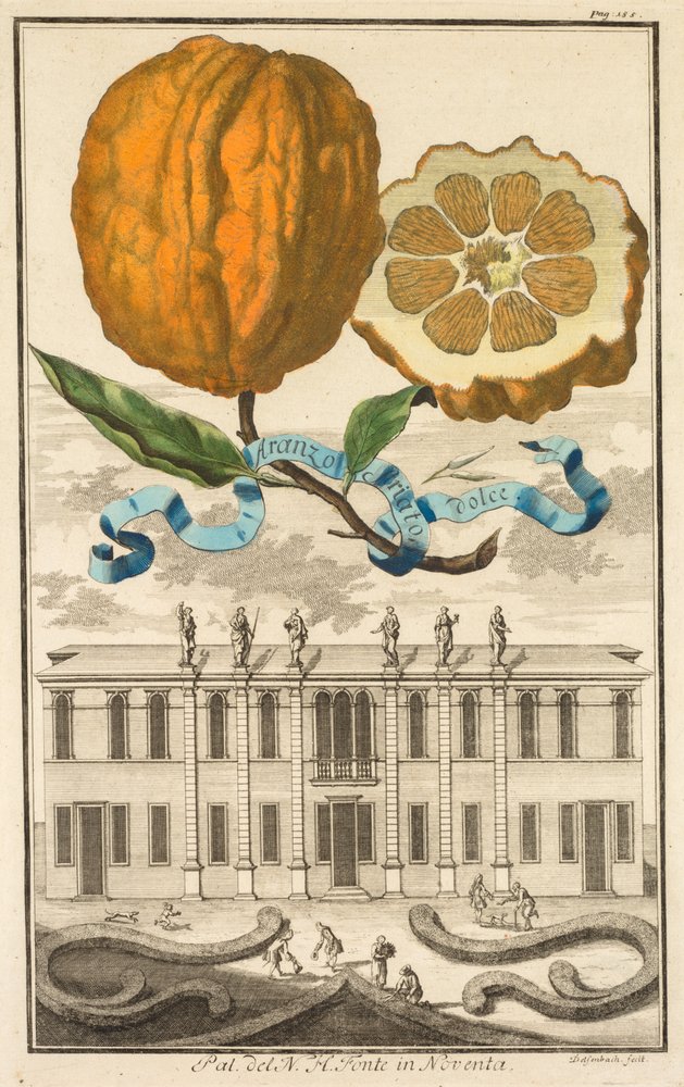 Nürnbergische Hesperides: Nr. 185 - Aranzo Striato dolce. Palazzo del N. H. Fonte in Noventa von Joseph de Montalegre