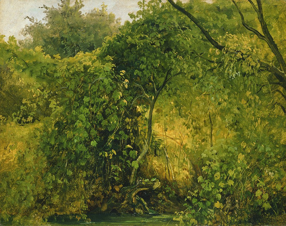 Büsche bei Pillnitz, um 1818-28 von Karl Gustav Carus