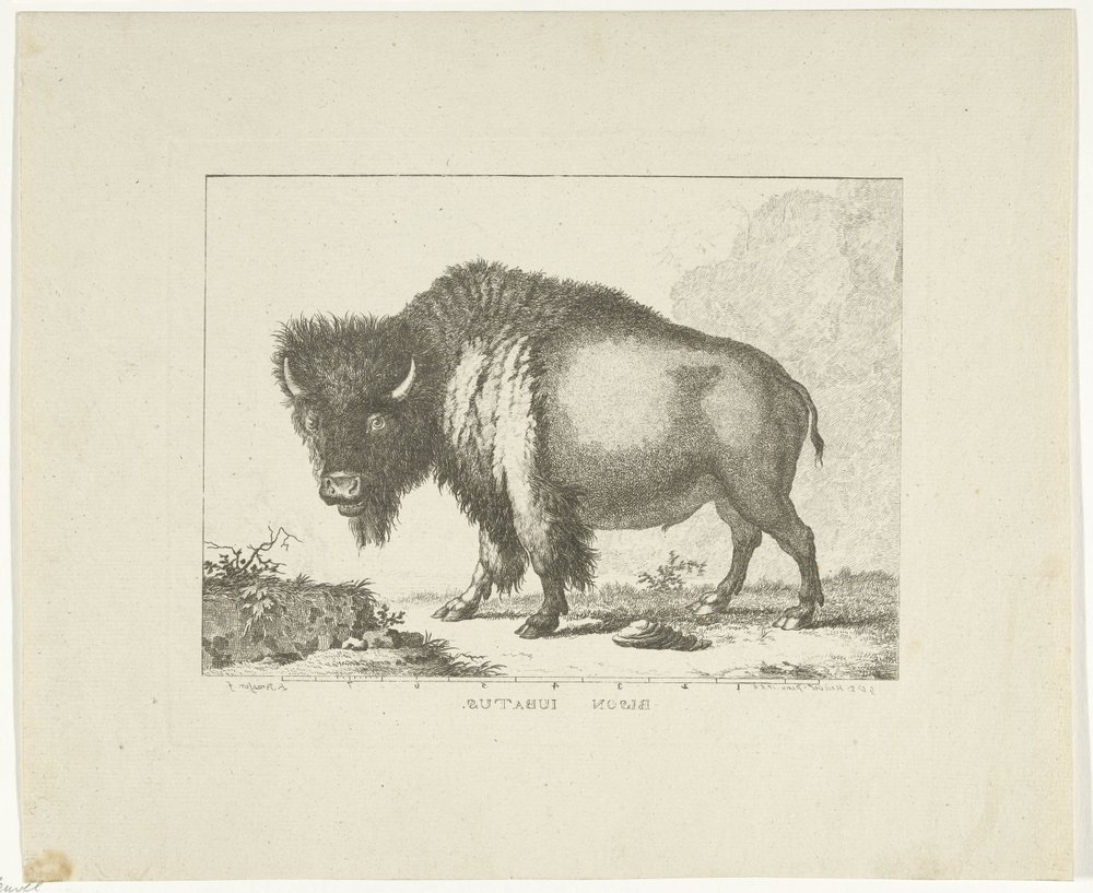 Bison von Leendert Brasser