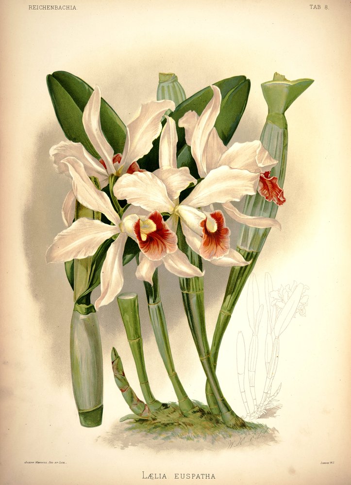 Cattleya × irrorata von London H. Sotheran and Co.