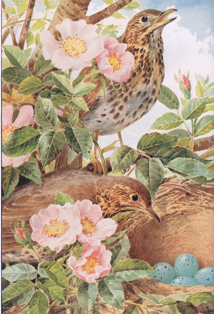 Singdrosseln mit Nest, Illustration aus 