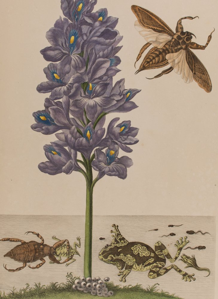Illustration aus 'Metamorphosis insectorum Surinamensium. Ofte Verandering der Surinaamsche Insecten', veröffentlicht 1705 (kolorierter Stich) von Maria Sibylla Graff (after) Merian