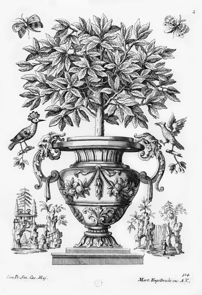 Zitrusbäume, ca. 1735 von Martin Engelbrecht