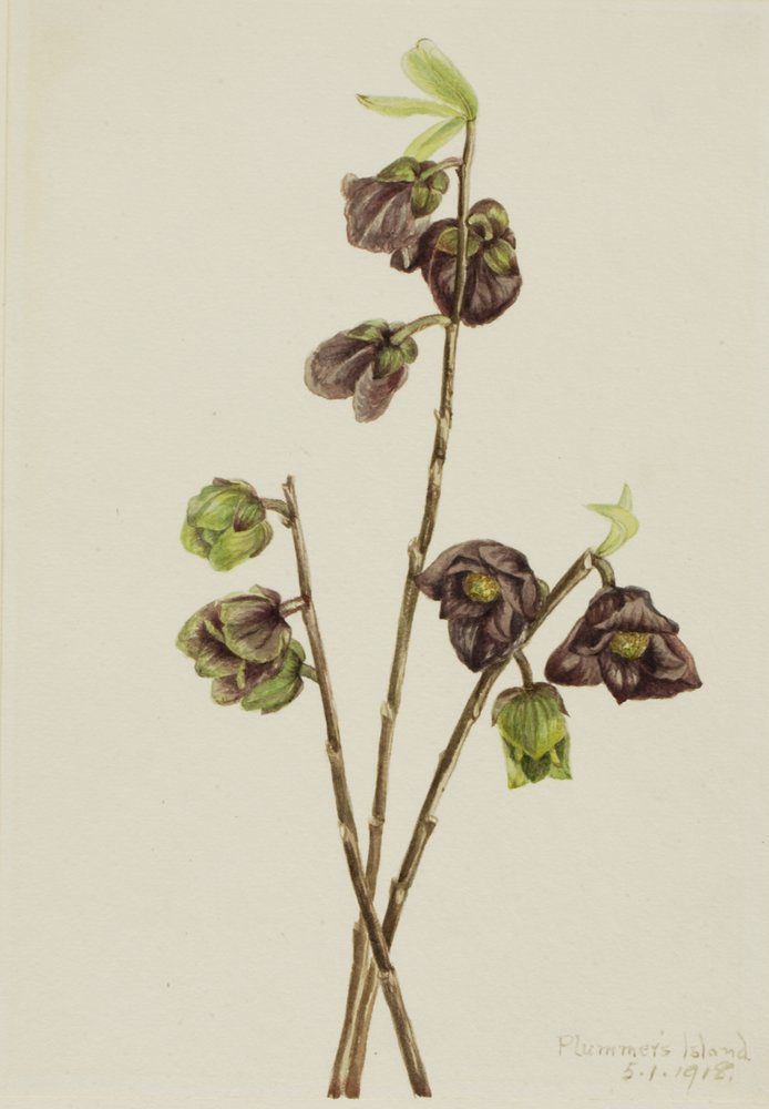 Papaw Asimina triloba, 1918 von Mary Vaux Walcott