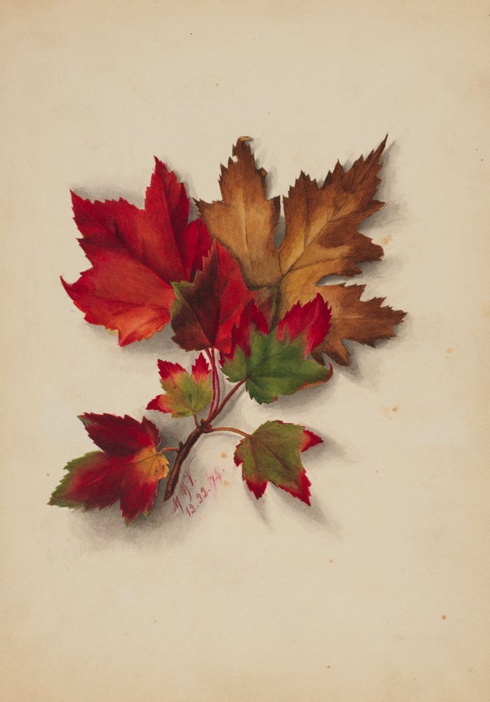 Ohne Titel - Herbstblätter, 1874 von Mary Vaux Walcott