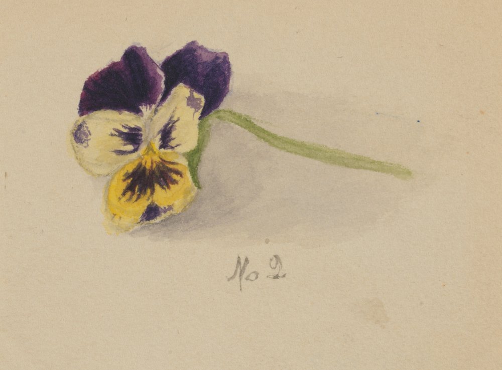 Ohne Titel Stiefmütterchen, 1872 von Mary Vaux Walcott