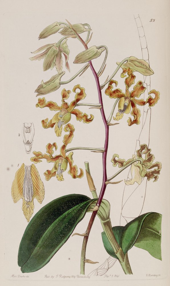 Dendrobium discolor von Miss Drake