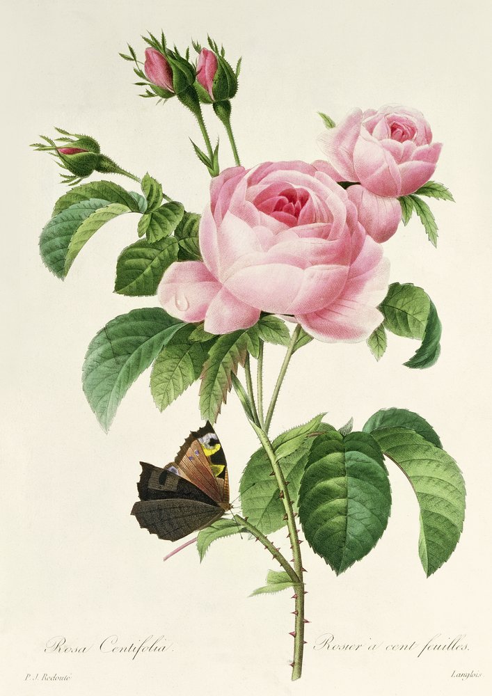 Rosa Centifolia von Pierre-Joseph Redouté