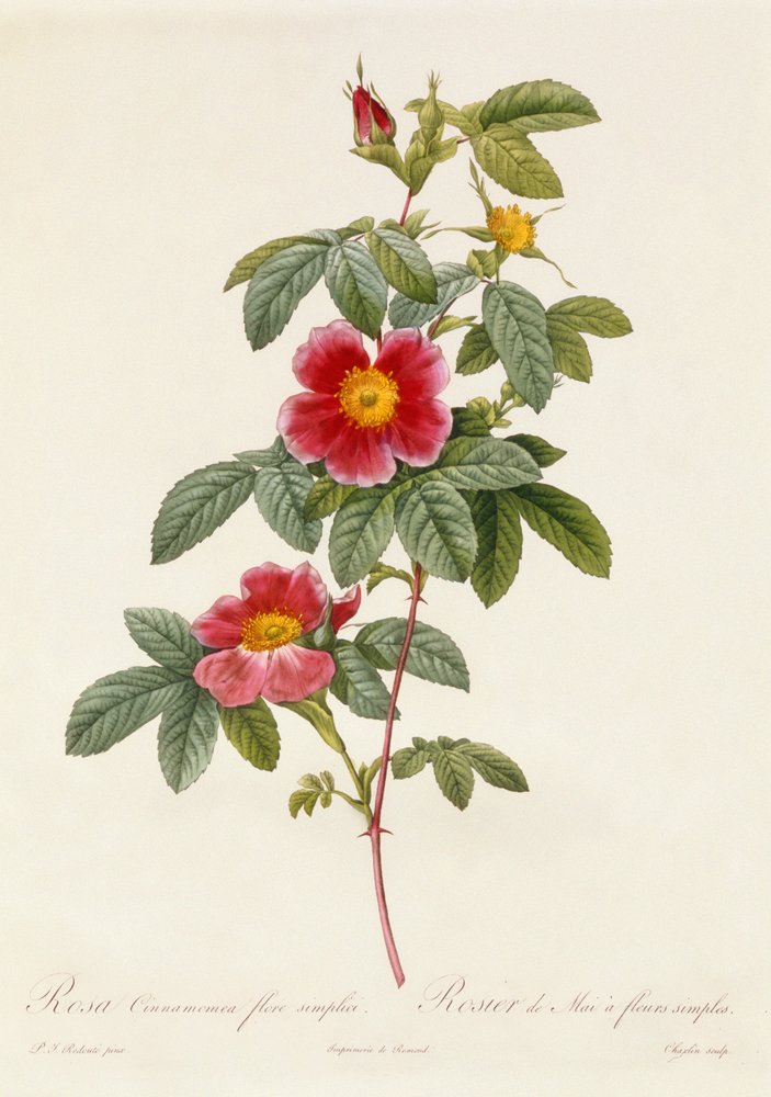 Rosa Cinnamomea Flore Simplici von Pierre-Joseph Redouté
