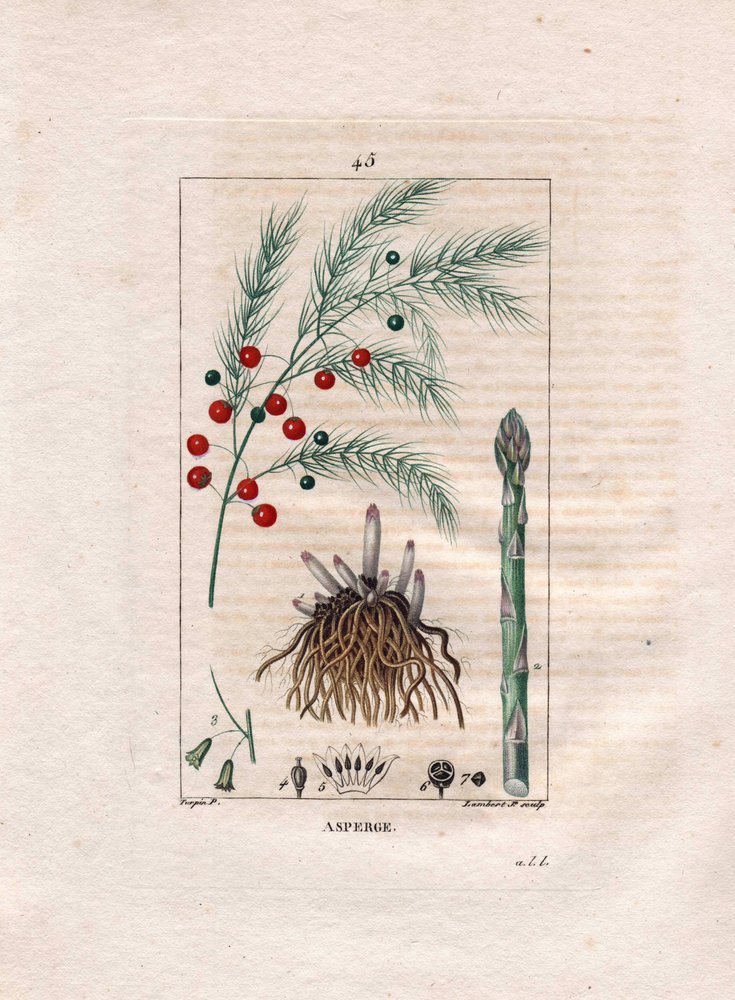 Botanik: Spargel - Spargelwurzel, Blüte und Frucht, Asparagus officinalis. Handkolorierter Kupferstich von Lambert nach einer Zeichnung von Pierre Jean-Francois Turpin aus Chaumeton, Poiret et Chamberet