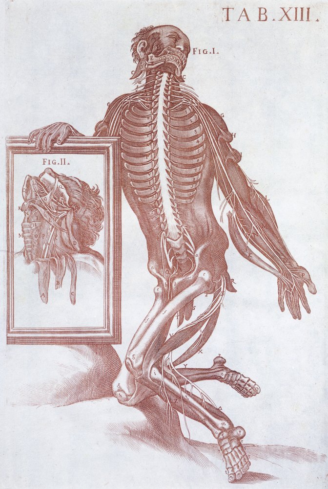 Anatomische Figur, aus 'Tabulae Anatomicae', Rom, 1788