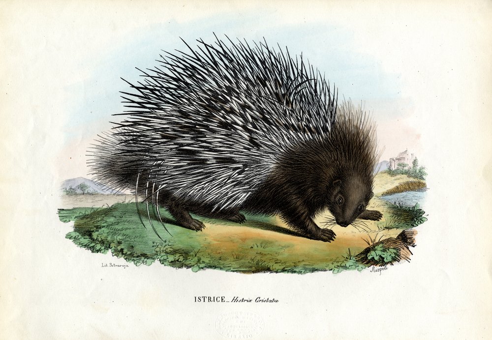 Stachelschwein, 1863-79 von Raimundo Petraroja