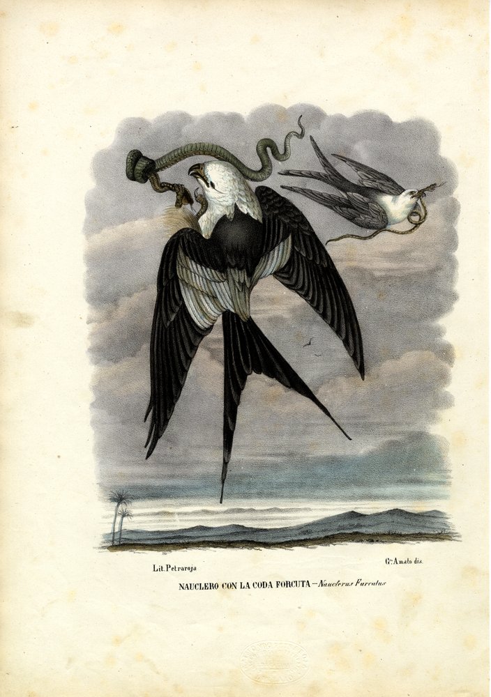 Schwalbenschwanz-Kite, 1863-79 von Raimundo Petraroja