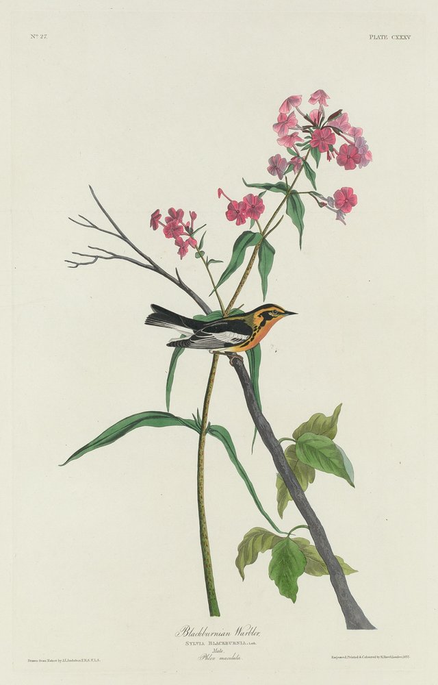 Schwarzkehl-Waldsänger, 1832 von Robert Havell