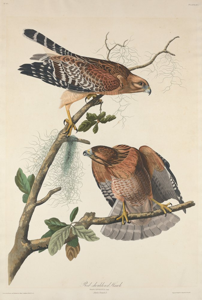Rotschulterbussard von Robert Havell after John James Audubon