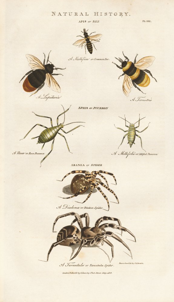 Bienen, Blattläuse und Spinnen von Sydenham Teast Edwards