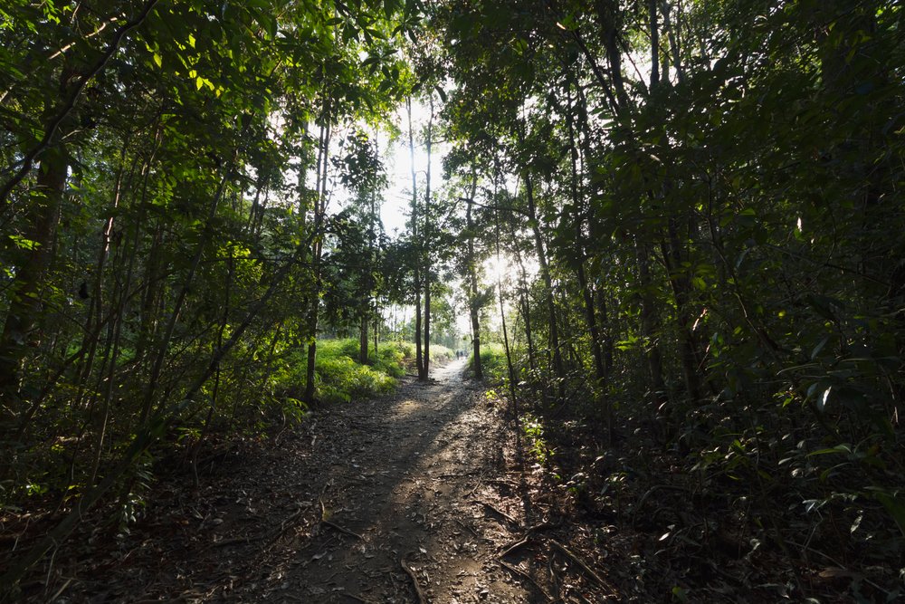 Pfad im Dschungel beim Camp Leakey, Nationalpark Tanjung Puting, Zentralkalimantan, Borneo, Indonesien von Unbekannt Unbekannt