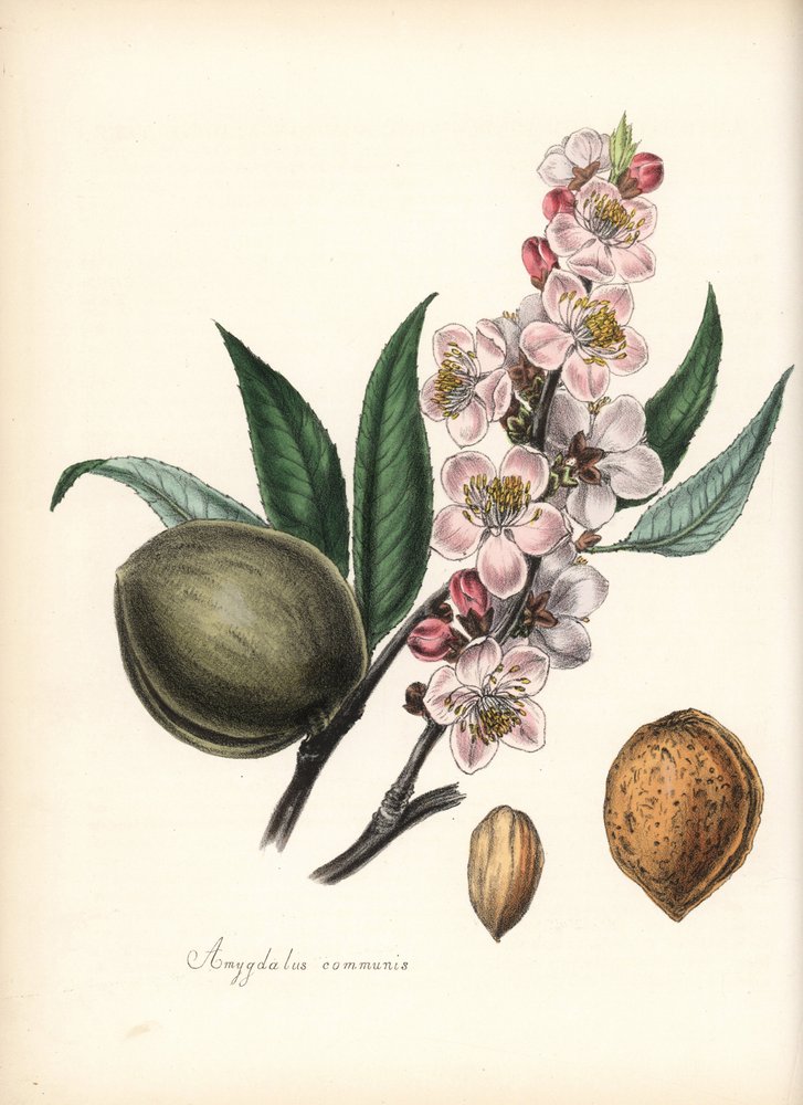 Mandel - Gemeine Mandel, Prunus amygdalus (Amygdala communis), mit Blüte, Blatt, Frucht und Samen (Nuss). Handkolorierte Zinkographie von Chabots, gezeichnet von Miss M. A. Burnett aus ihrem "Plantae Utiliores: or Illustrations of Useful Plants", Whittaker von Unbekannter Künstler