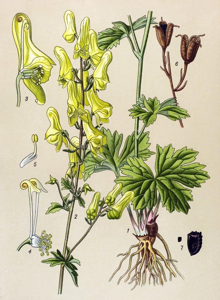 Botanische Tafel, giftige und medizinische Pflanze: Wolfs-Eisenhut (Aconitum lycoctonum) von Unbekannter Künstler
