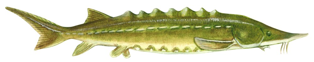 Atlantischer Stör (Acipenser oxyrinchus) von Unbekannter Künstler