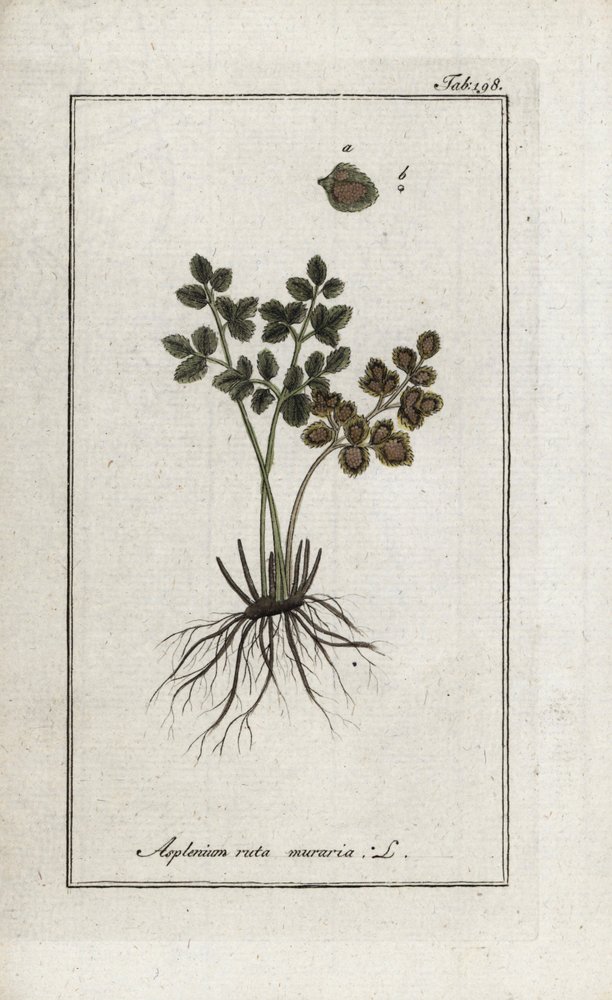 Mauerraute oder Mauerfarn (Asplenium ruta muraria). Lithographie aus „Afbeelding der Artseny-Gewassen“ von Johannes Zorn (1739-1799), Niederlande von Unbekannter Künstler