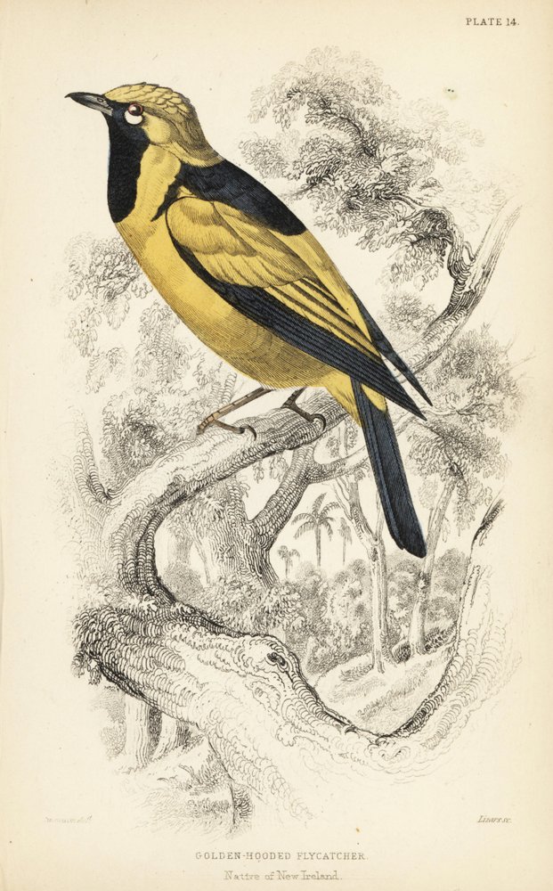 Goldener Monarch, Carterornis chrysomela (Goldhauben-Fliegenschnäpper, Monacha chrysomela). Handkolorierter Stahlstich von William Lizars nach einer Illustration von William Swainson aus Sir William Jardine