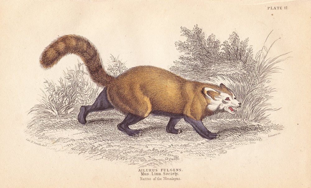 Roter Panda, Ailurus fulgens. Gefährdet. Nach einem Exemplar im Museum der Linnean Society. Handkolorierter Stahlstich von Lizars nach einer Illustration von Charles Hamilton Smith aus William Jardines Naturalist