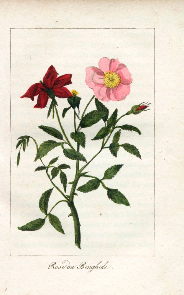 Bengalische Rose, Rosa indica. Handkolorierte Kupferstich einer Illustration von Miss Prudhomme aus „Hommage rendu a la Rose“, Paris, circa 1815. Ein Geschenkbuch mit der Geschichte der Rose und einem Dutzend botanischer Miniaturen von Unbekannter Künstler