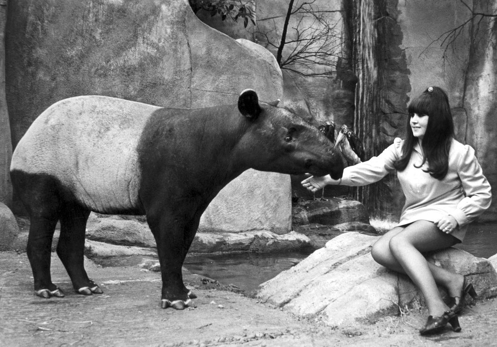 Frau füttert einen Tapir, Belle Vue Zoo, Manchester, April 1970 von Unbekannt