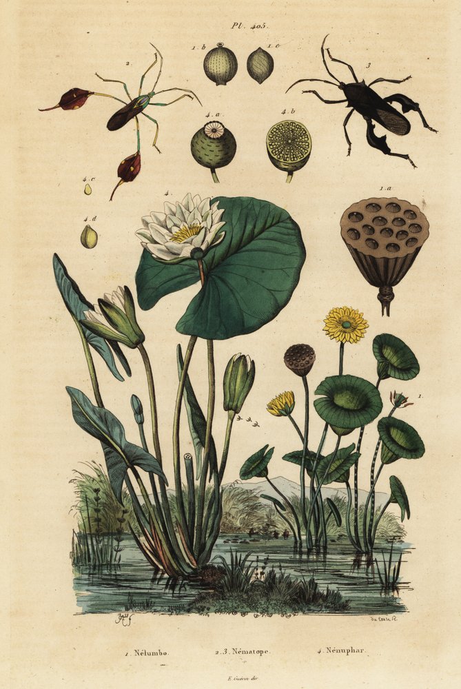 Gelbe Lotusblume, Nelumbo lutea 1, Blattfußwanzen, Anisoscelis foliaceus 2 und Anoplocnemis curvipes 3, und weiße Seerose, Nymphaea alba 4 von Unbekannt