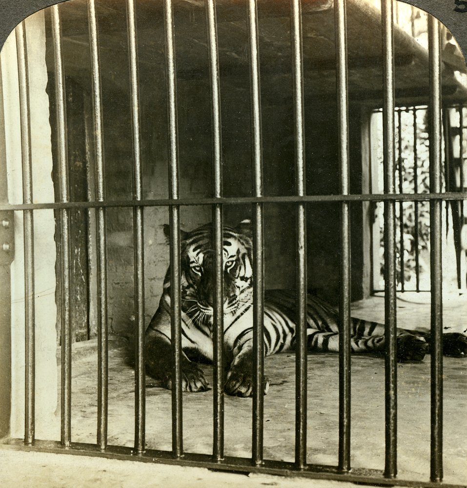 Gefangener menschenfressender Tiger, der für 200 Todesfälle verantwortlich gemacht wurde, Kalkutta, Indien, um 1903 von Underwood and Underwood