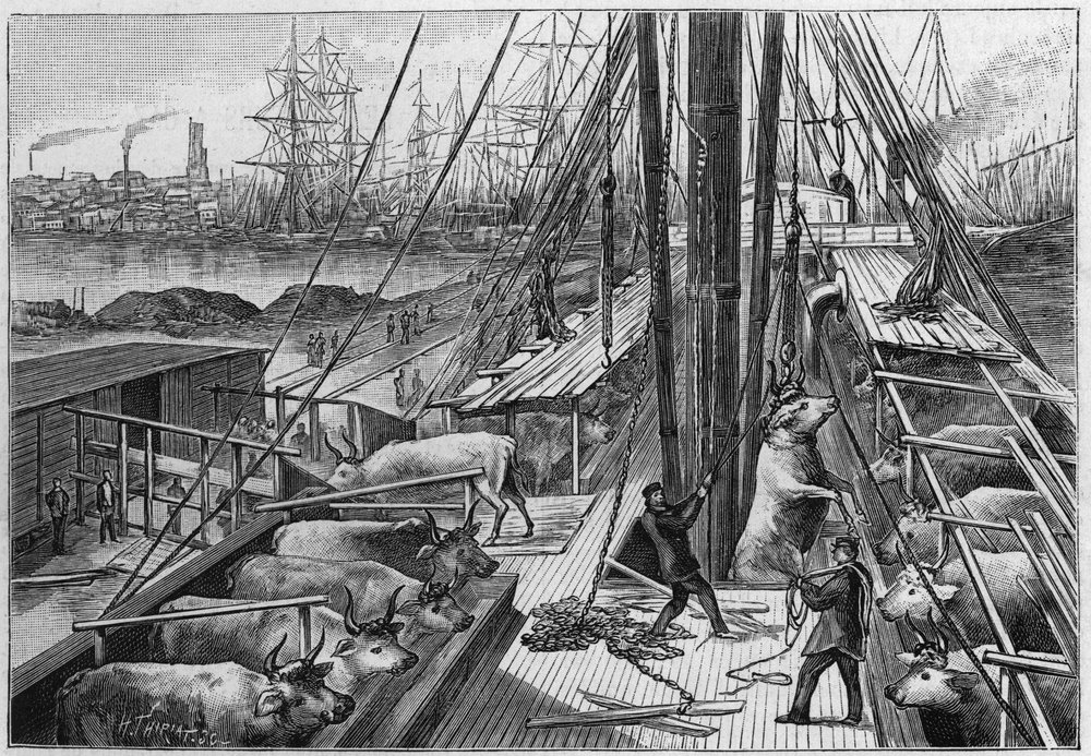 Der englische Dampfer „Bellenden“, der 90 Ochsen aus Argentinien transportierte, kam am 18. Januar im Hafen von Dünkirchen an von Unknown artist