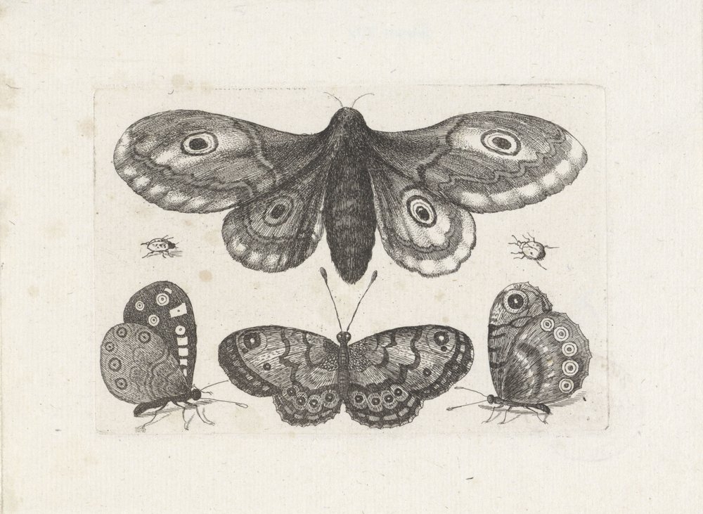 Schmetterlinge, Käfer und eine Motte von Wenceslaus Hollar