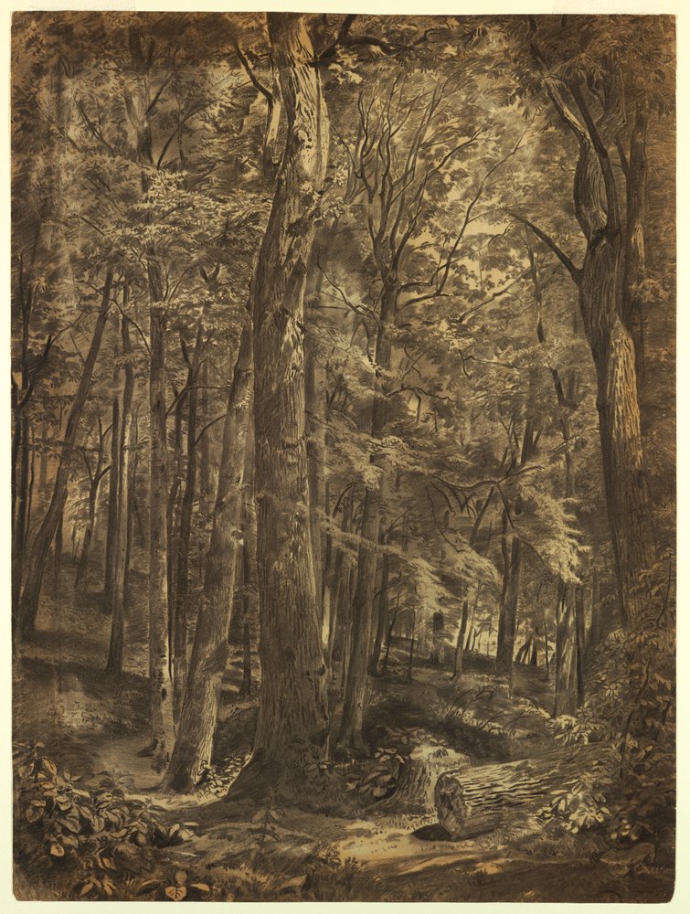 Im Wald, Studie für Gemälde, Juni-Wälder, New York Historical Society, ausgeliehen von der New York Public Library, 1864 von William Trost Richards