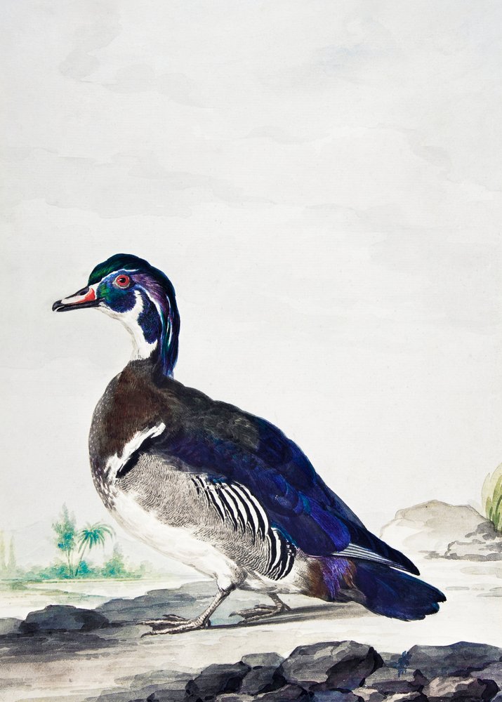 Eine Ente von Aert Schouman