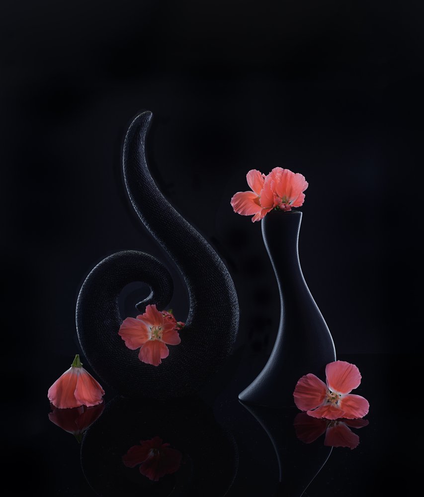 Korallenblüten auf Schwarz von Alice Sheng