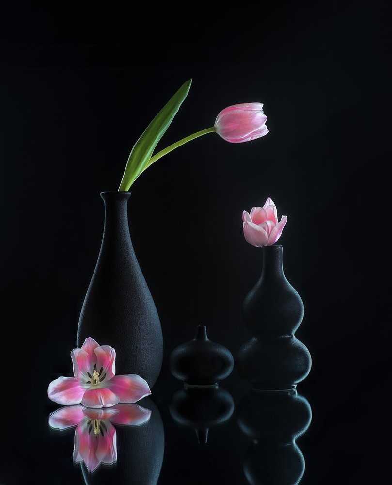 Elegante Tulpenreflexionen von Alice Sheng