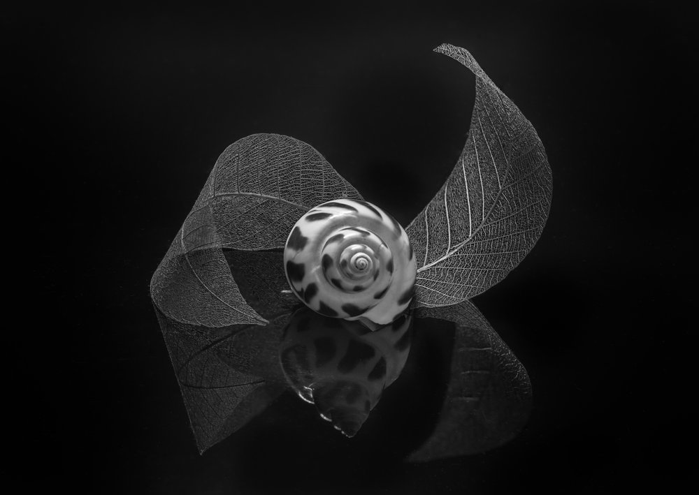 Spiral Muschel Reflexion von Alice Sheng