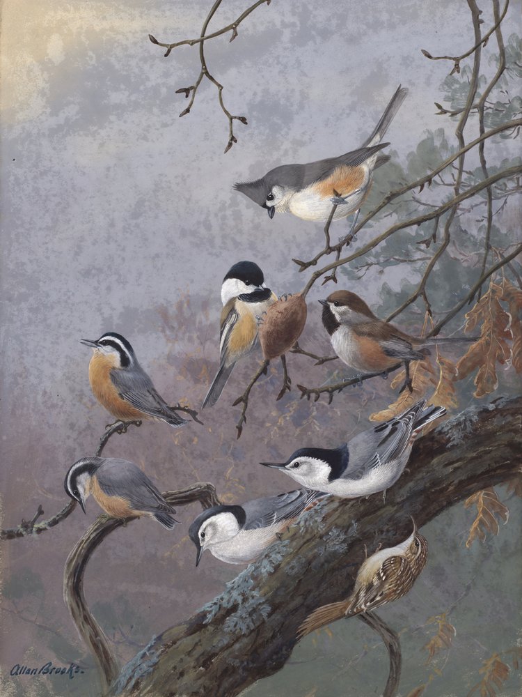 Vogelmix von Allan Brooks von Allan Brooks