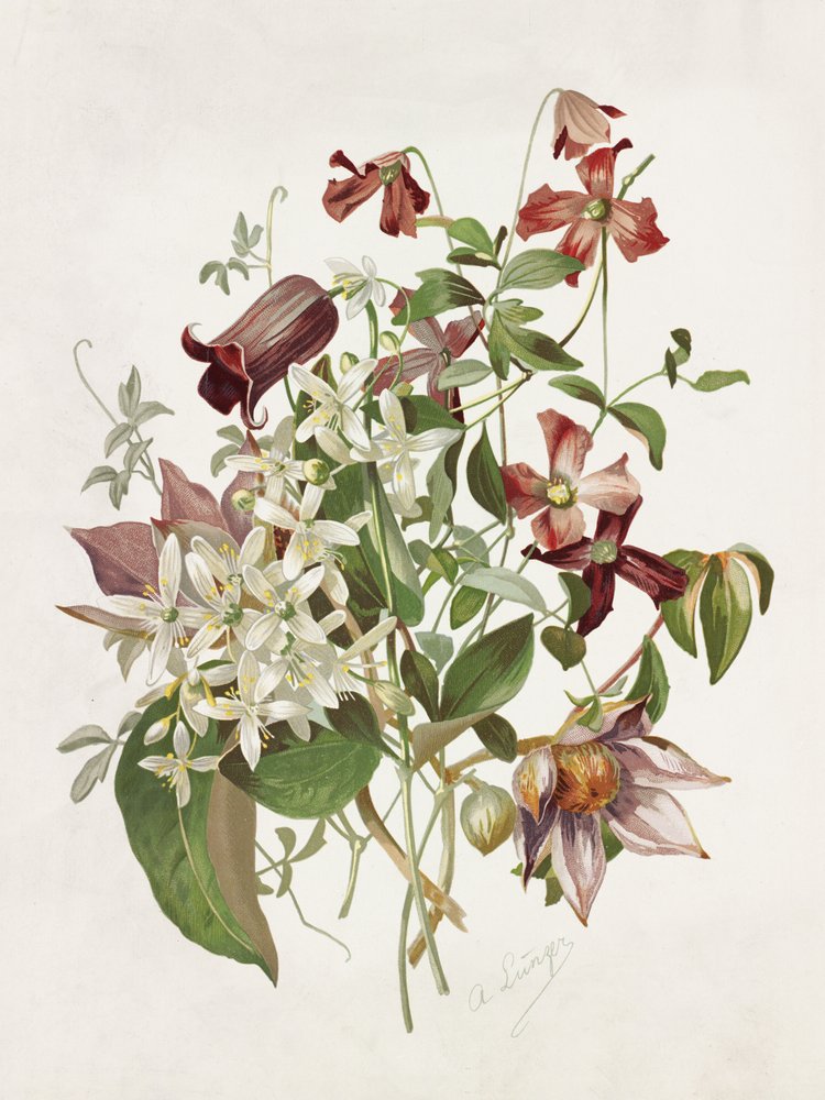 Clematis von Alois Lunzer