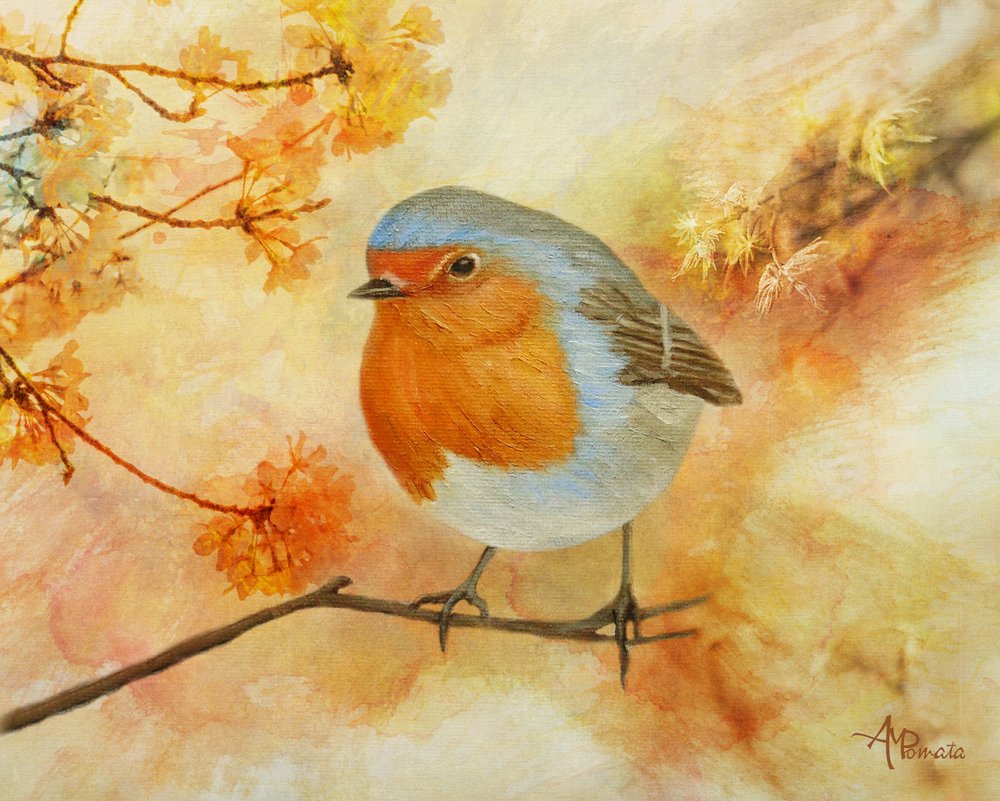Charmanter Frühlings-Rotkehlchen von Angeles M. Pomata