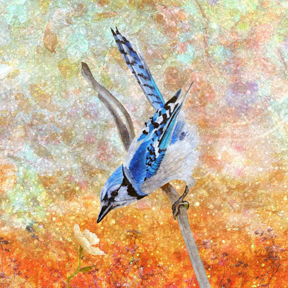 Neugieriger Blauhäher von Angeles M. Pomata
