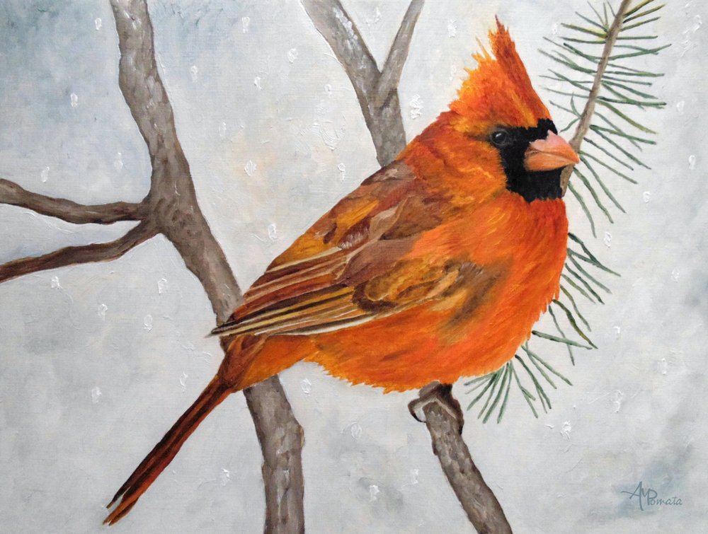 Schneebedeckter roter Kardinal von Angeles M. Pomata