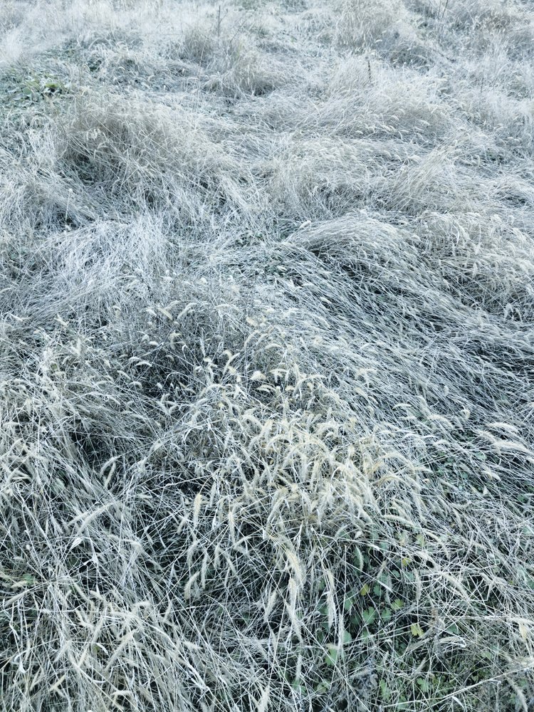 Gefrostetes Wintergras von Angelo Cerantola