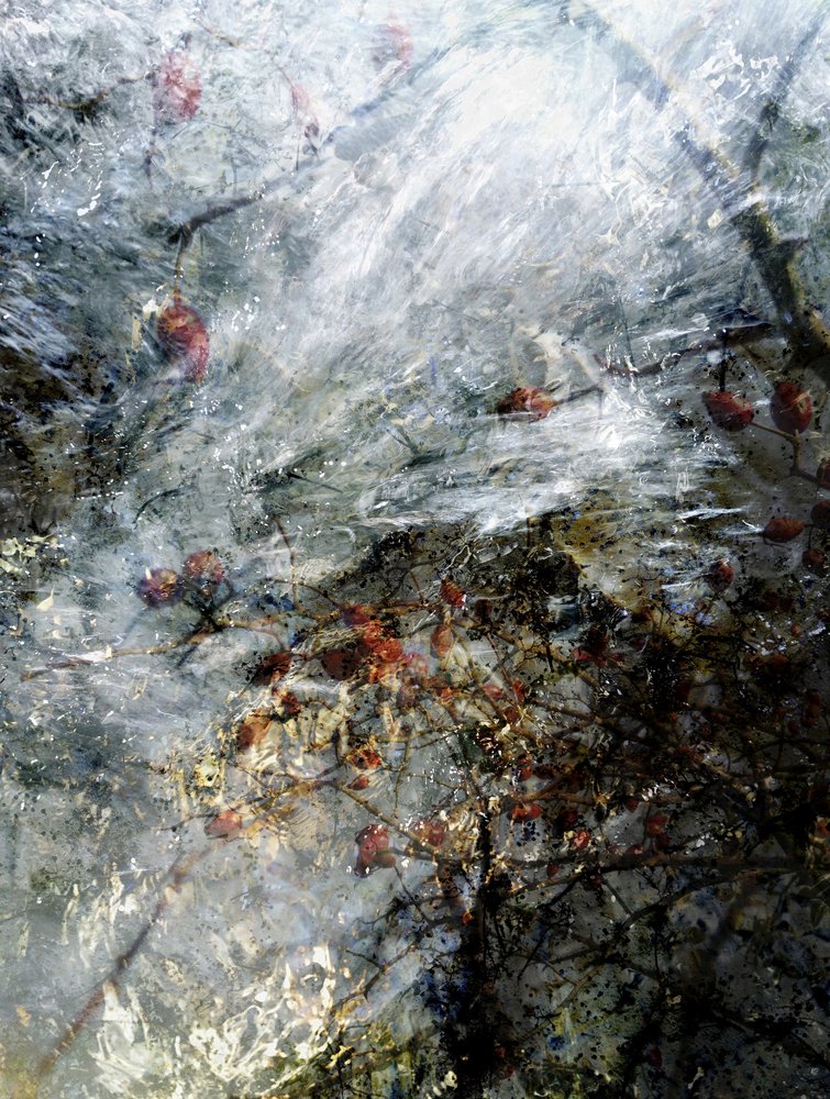 Gefrorene rote Beeren von Angelo Cerantola