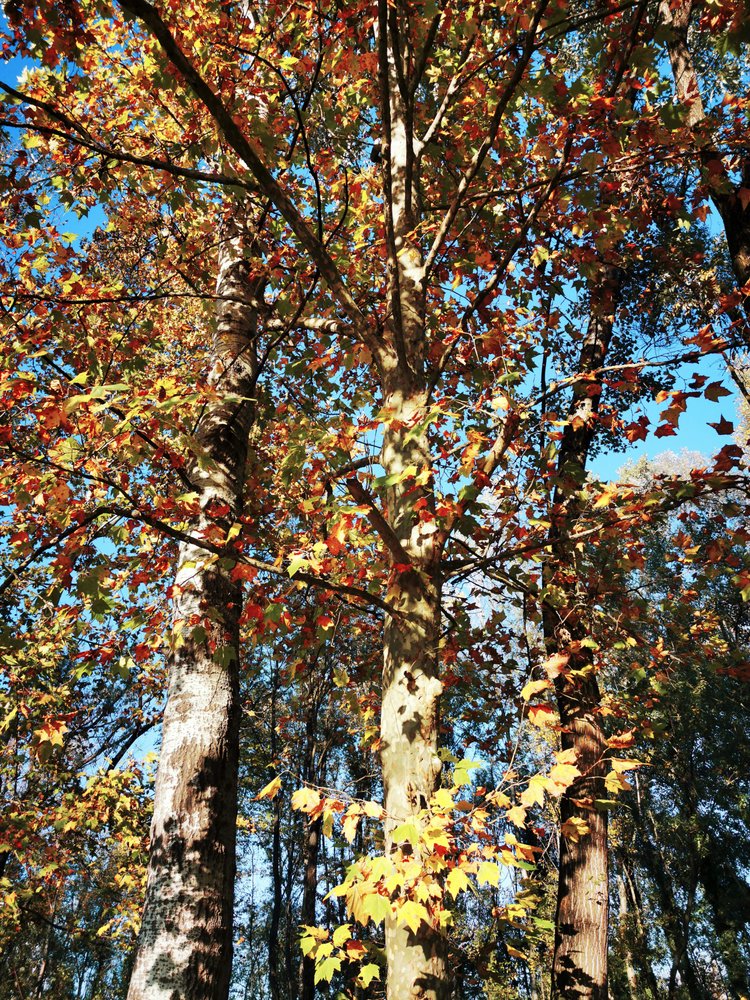 Goldene Herbstbäume von Angelo Cerantola