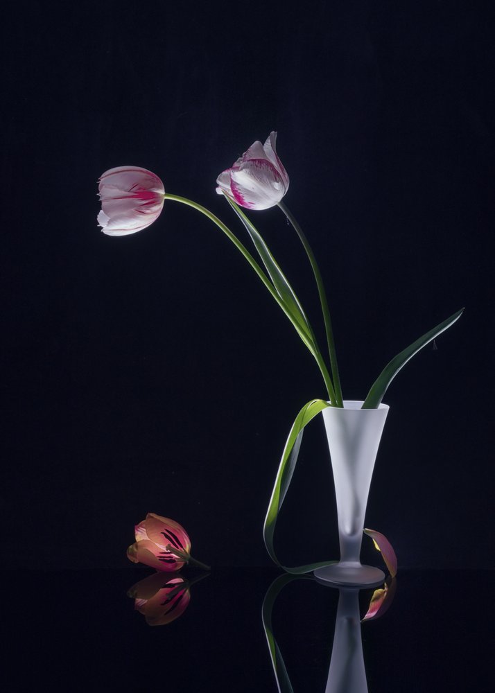 Elegantes Tulpen Stillleben von Anna Qu